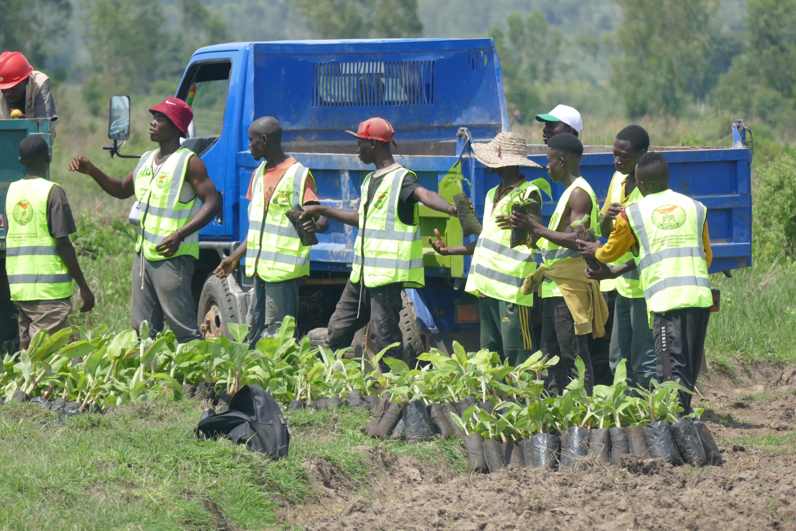 Uvira : 9 990 plantules de bananiers mises en terre à Runingu par l’APEBD pour lutter contre la malnutrition
