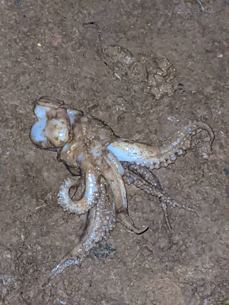 Kamituga : une pieuvre découverte au quartier Kele, une présence inhabituelle qui intrigue