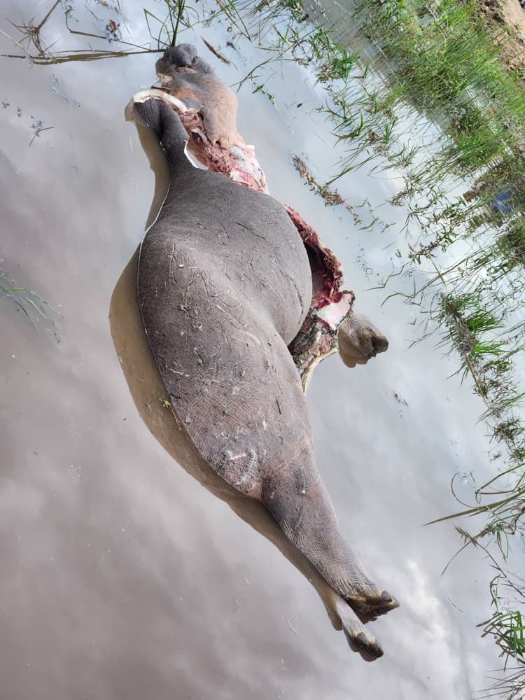 Uvira : un hippopotame abattu à Kavimvira par des hommes armés