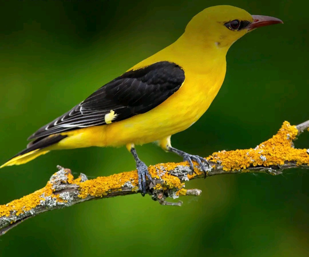 Mwenga : la société civile appelle à la protection des oiseaux et de leurs habitats