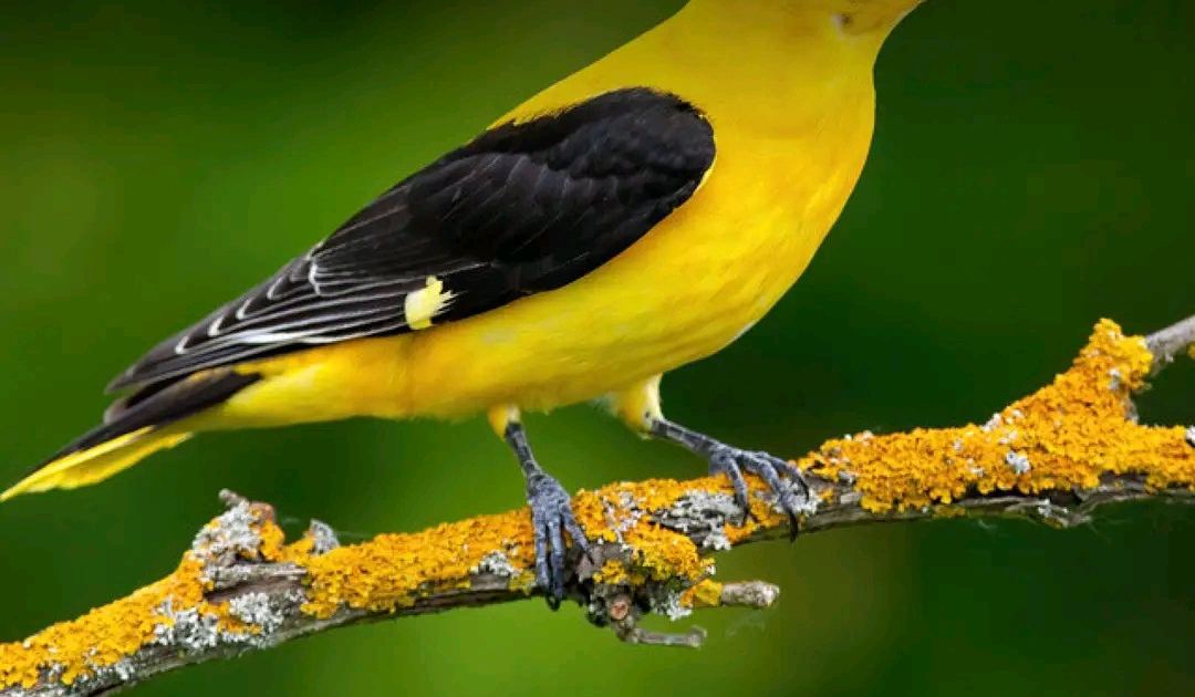 Mwenga : la société civile appelle à la protection des oiseaux et de leurs habitats
