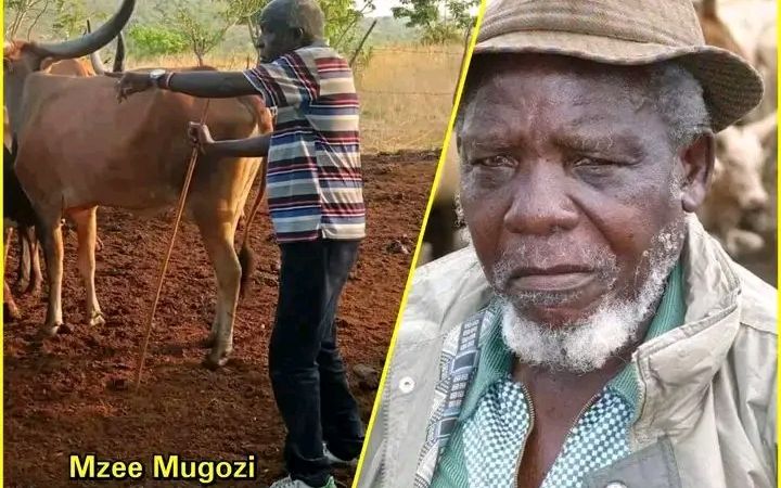 Uvira : Décès de Mungozi Mundeba Zorobabel, grand éleveur et figure emblématique de la région des Grands Lacs