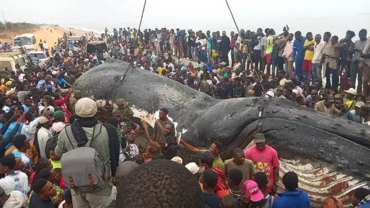 RDC : la baleine échouée à Muanda le 1er juillet finalement inhumée, l'ICCN maintient l'interdiction de consommer sa viande