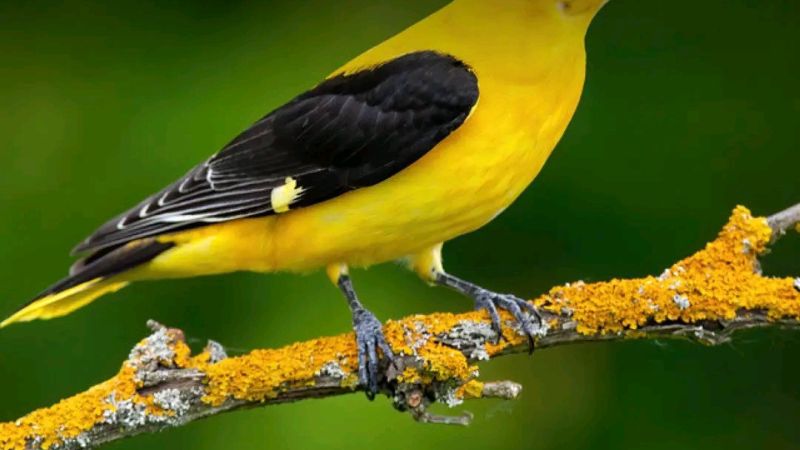 Mwenga : la société civile appelle à la protection des oiseaux et de leurs habitats
