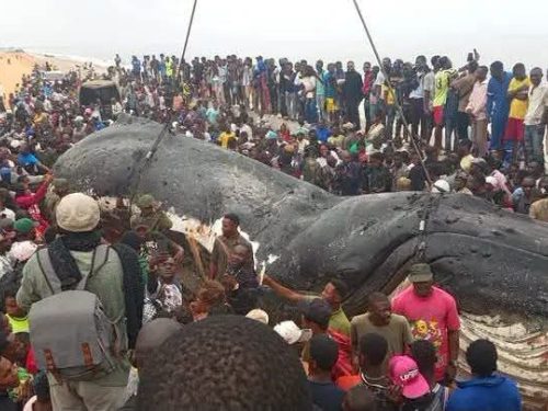 RDC : la baleine échouée à Muanda le 1er juillet finalement inhumée, l'ICCN maintient l'interdiction de consommer sa viande