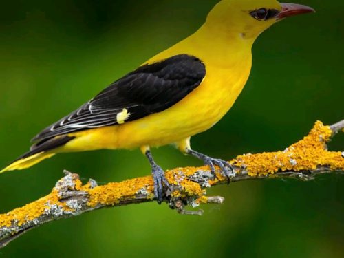 Mwenga : la société civile appelle à la protection des oiseaux et de leurs habitats