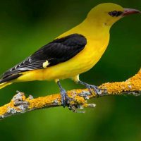 Mwenga : la société civile appelle à la protection des oiseaux et de leurs habitats